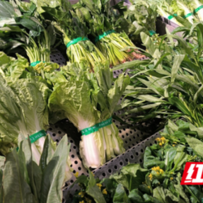 衡阳：时令鲜蔬抢“鲜”上市 市民餐桌绿意浓