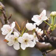 梨花一枝春带雨！衡阳茶山坳春日限定“雪海”，一眼沦陷