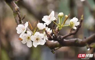 梨花一枝春带雨！