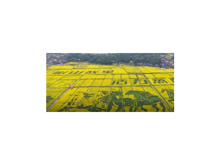 视频|一眼沦陷！衡阳县油菜花海，把春天染成金色