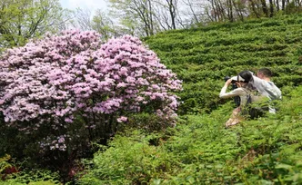 衡山：鹿角杜鹃次第开 满山春色入画来