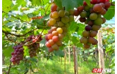 组图 | 酃湖葡萄抢“鲜”上市