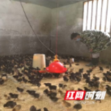 浏阳枨冲镇：4000鸡苗送到家，精准帮扶度时艰