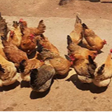 信息化助农|双峰有个“鸡司令”，统领4000多只五谷杂粮鸡 日产蛋1000！求销路