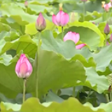 视频｜杨玉太：新化600亩荷塘的“护花使者
