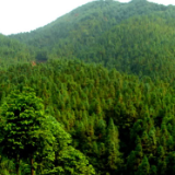 双峰县大力推动林业生态环境综合整治