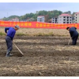 新化抢抓秋冬种生产 翻耕油菜16万余亩