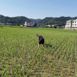 荷叶镇农技人员深入田间地头服务农业生产