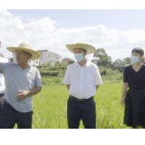 陈创业深入金竹山镇督导防旱抗旱工作 千方百计把旱情影响降到最低