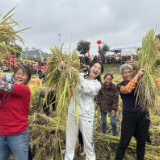 稻田里的丰收盛宴!双峰荷叶镇清泉村田野艺术嘉年华开幕