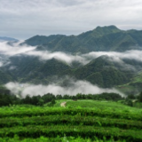 新春走基层・小镇顶流|湖红之源 何以香飘世界