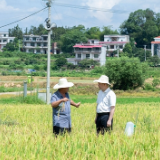 何朝晖：坚决扛稳粮食安全政治责任 全力保护和调动老百姓种粮积极性