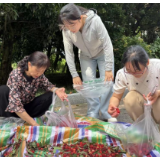 情系职工 共享“梅”好 ——怀化市委党校开展杨梅采摘活动