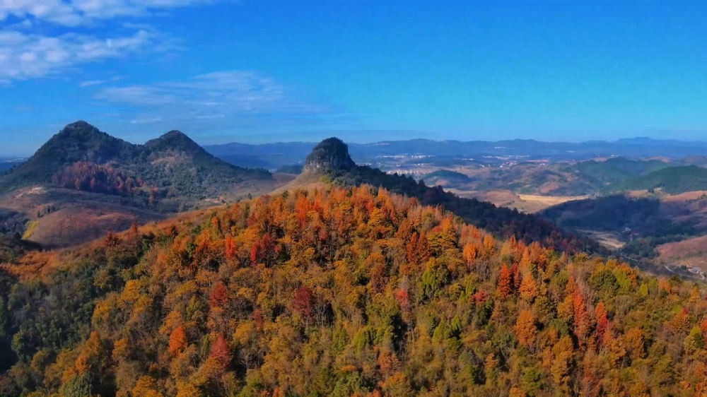 新田：枫林色彩斑斓 绘制冬日美景