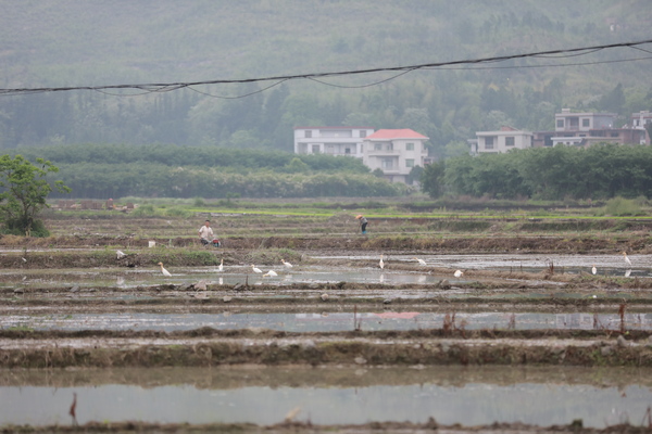 新田：白鹭鸣沃野 春耕绘“丰”景