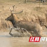 沅江三头野生麋鹿重回自然怀抱