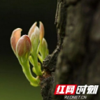 益阳美景｜前庭后院皆是春，赫山这对枯木发荣予你满目生机