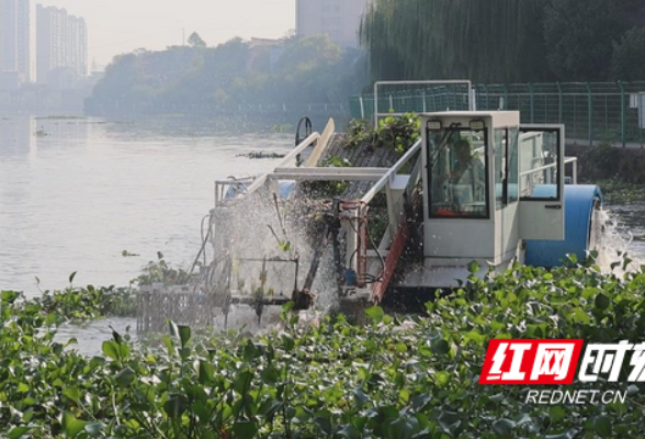 衡阳县：清剿水葫芦 守护“水平衡”