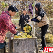 衡山：一地生“三金” 小瓜蒌结出“黄金果”