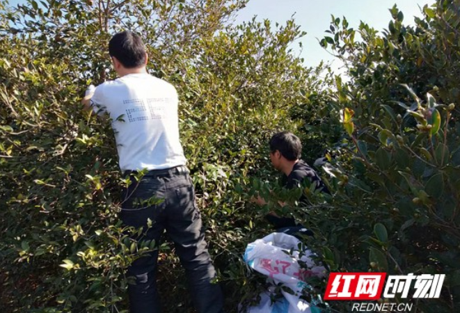 一颗油茶的变山术