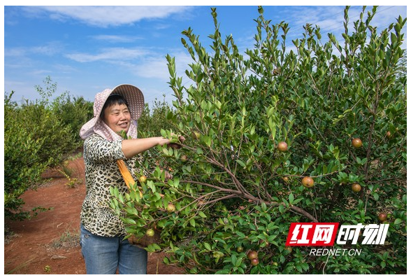 护了生态鼓了口袋 耒阳市大力发展林业经济