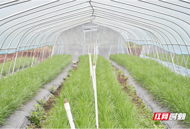 衡南县：蔬菜大棚“绿意浓” 产业兴旺促增收