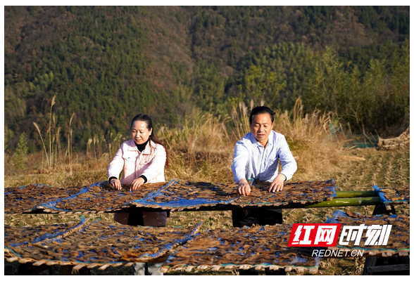 湖南祁东：红薯加工 助农增收