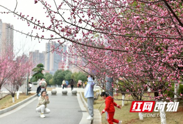行走在春天里 | 湖南衡东：梅香暗涌引蜂蝶 飞鸟衔花迎客来