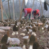 衡阳县：羊肚菌年产值有望上亿 助力乡村振兴走出“加速度”