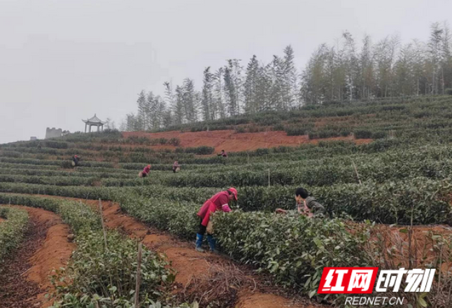 耒阳：春芽吐新正采时 茶韵飘香促振兴