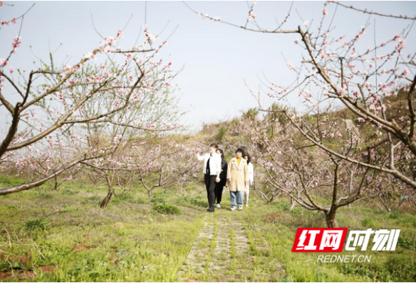 春日里的中国｜衡阳珠晖区：东阳回龙谷 游人寻花来