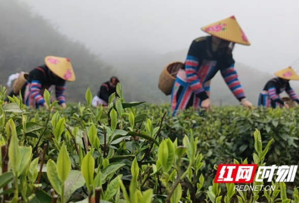 组图｜常宁：花开春茶香 茶农采茶忙