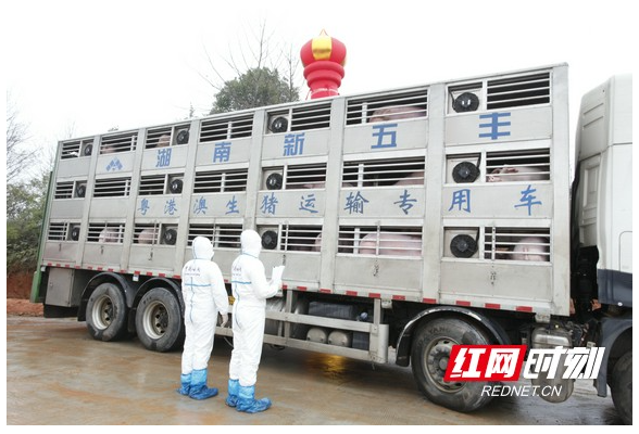 这就是信心·聚焦海外订单｜黄花菜、生猪……衡阳农产品走出“国际范儿”