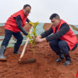 衡东：纪检监察干部学雷锋 义务植树添新绿