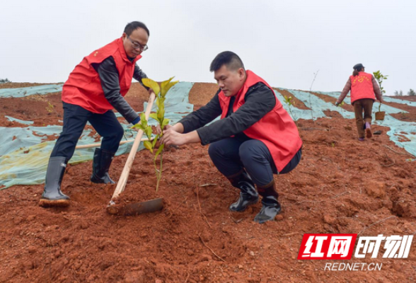 衡东：纪检监察干部学雷锋 义务植树添新绿