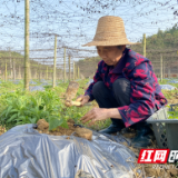 衡山：春种罗汉果 引领致富路