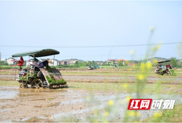 衡阳县：人欢机鸣忙春插