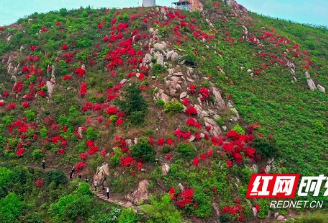 湖南衡东：漫山映山红扮靓浪漫春天