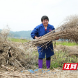 耒阳：油菜喜丰收 农民收割忙