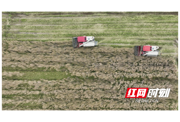 衡阳县：70万亩油菜迎丰收 机收减损每亩能赚1400元