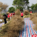 解农户之忧，南华学子劳动实践助力乡村振兴