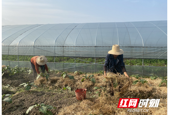 衡山：秸秆覆盖还田 助力菜农增收