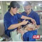 衡阳县：现代农业新景象 生猪住上8层楼