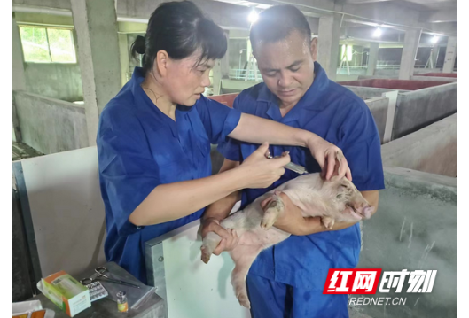 衡阳县：现代农业新景象 生猪住上8层楼