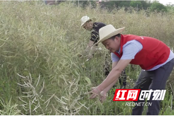 衡阳县：党员干部齐上阵 雨前助农抢收油菜