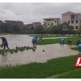 衡阳县大安乡：冒雨插秧抢农时