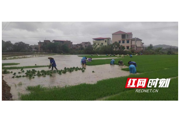 衡阳县大安乡：冒雨插秧抢农时