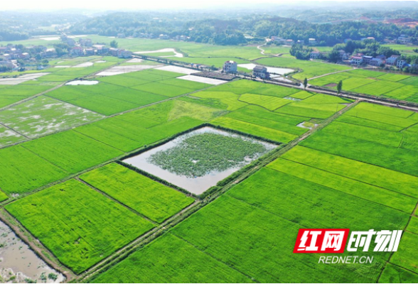 衡山：藕尖抢“鲜”上市