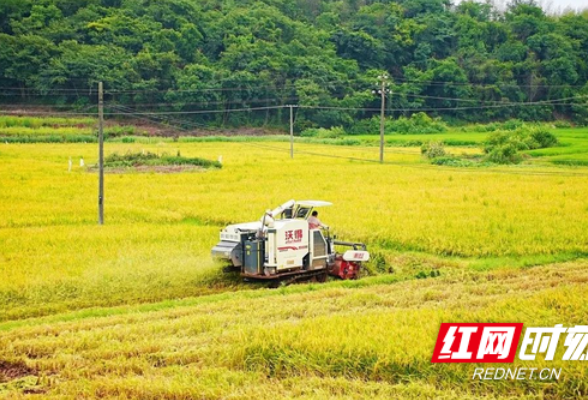 雁峰区：夏日好“丰”景！机械化收割“唱主角”