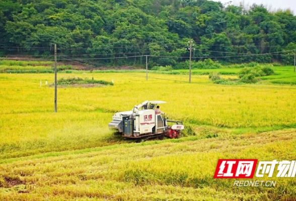 雁峰区：夏日好“丰”景！机械化收割“唱主角”